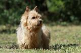 NORWICH TERRIER 068